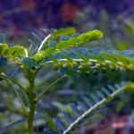 Gli alcaloidi della Phillanthus niruri facilitano l'espulsione dei calcoli Phillanthus niruri